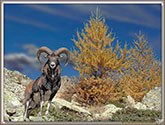 MOUFLONS